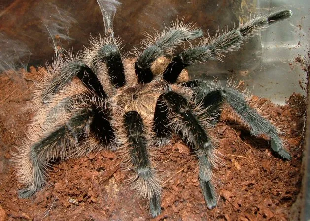 24307 curly hair tarantula male