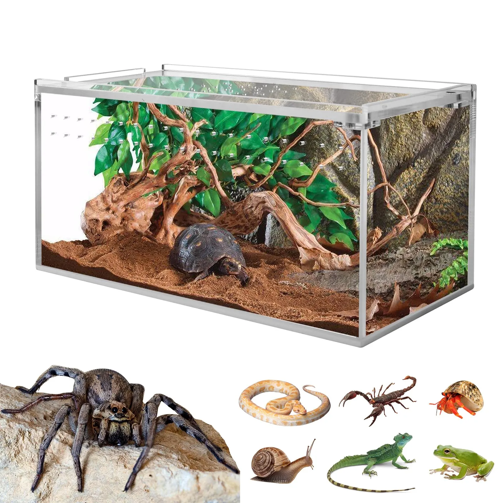 24308 tarantula cage cleaning