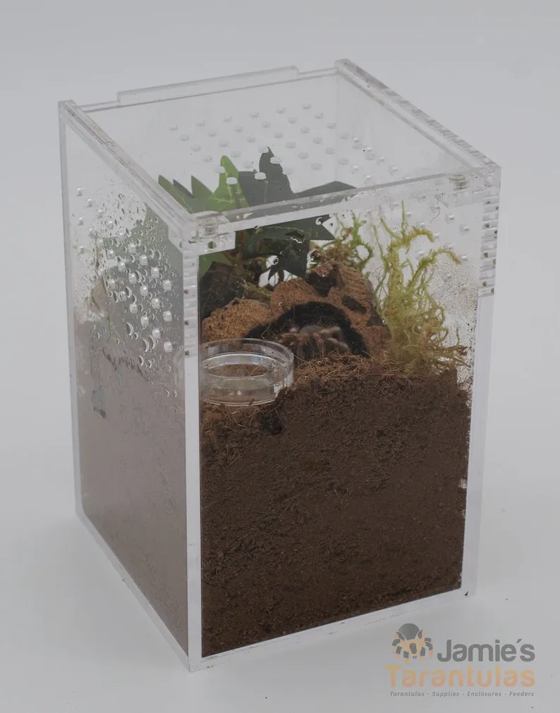 24308 tarantula cage substrate