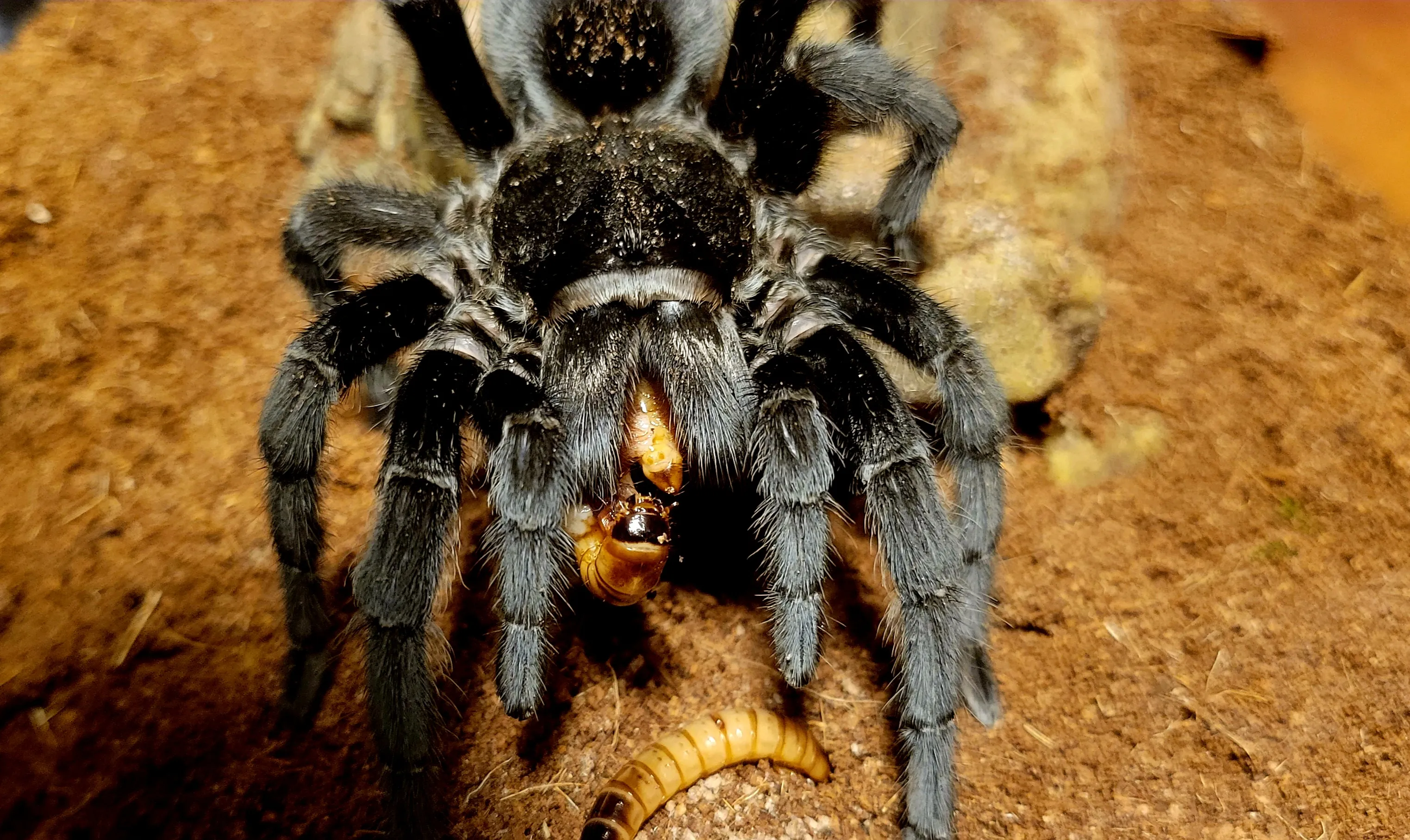 24309 grammostola tarantula close up