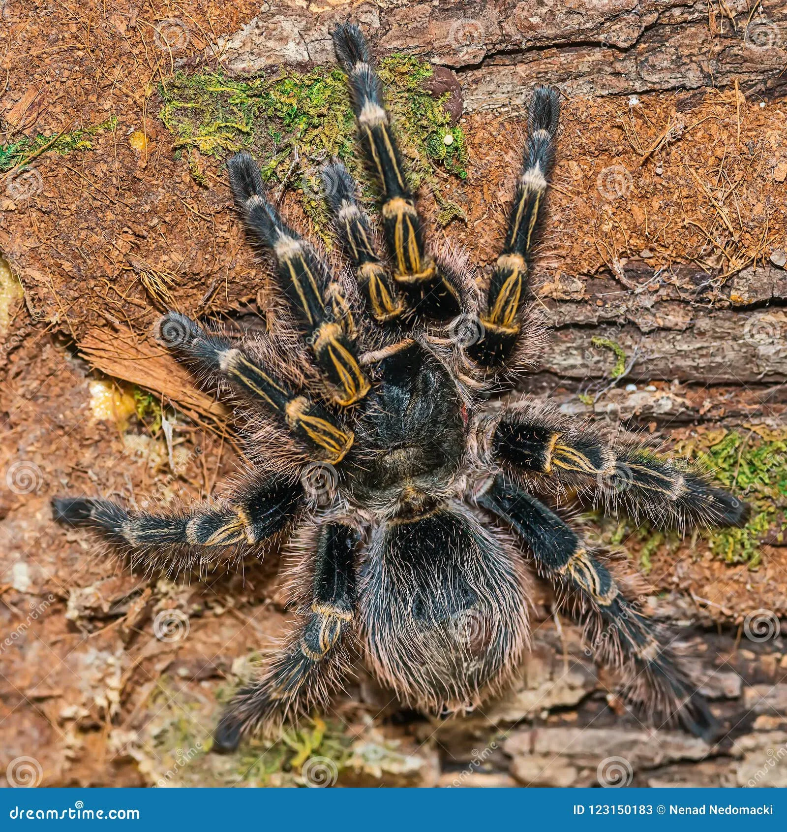 24309 grammostola tarantula enclosure
