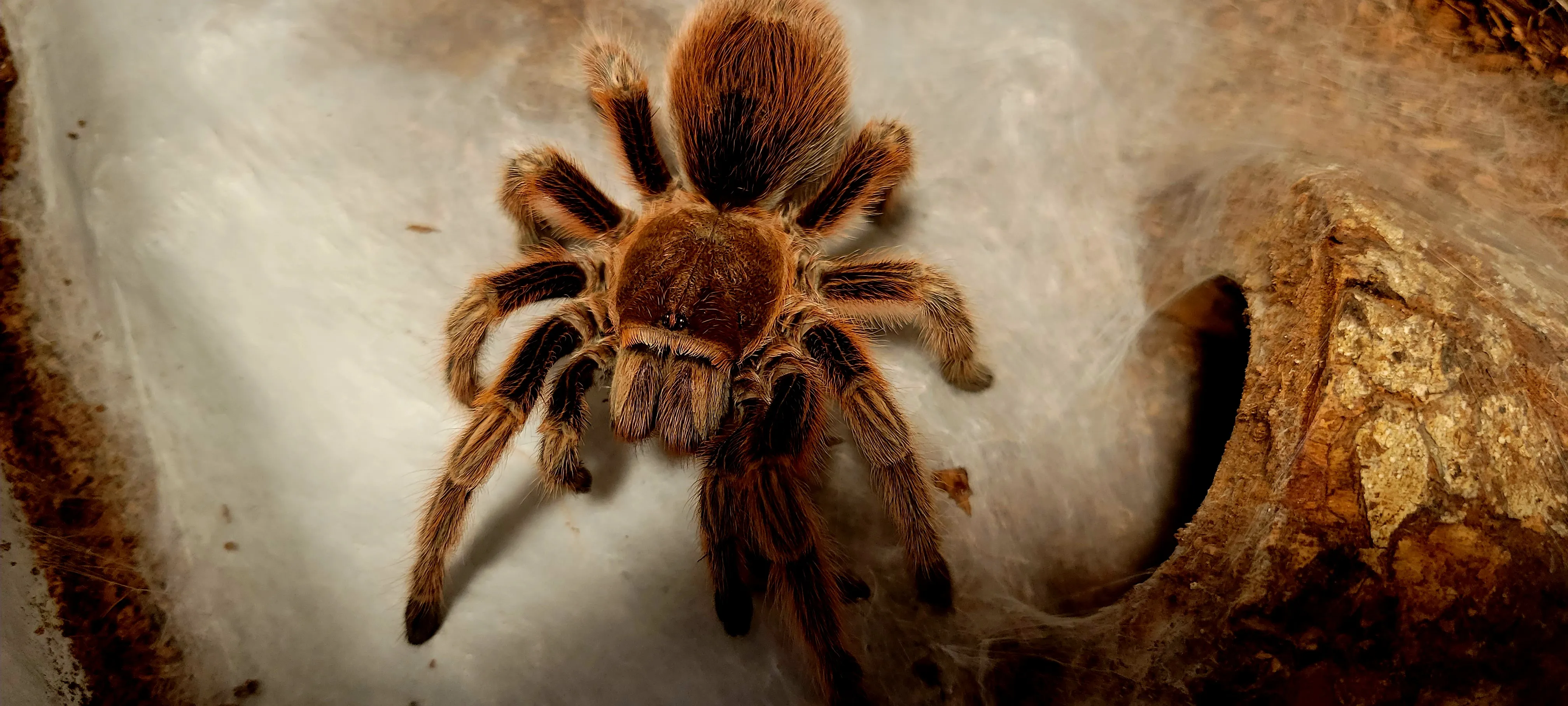 24309 grammostola tarantula feeding