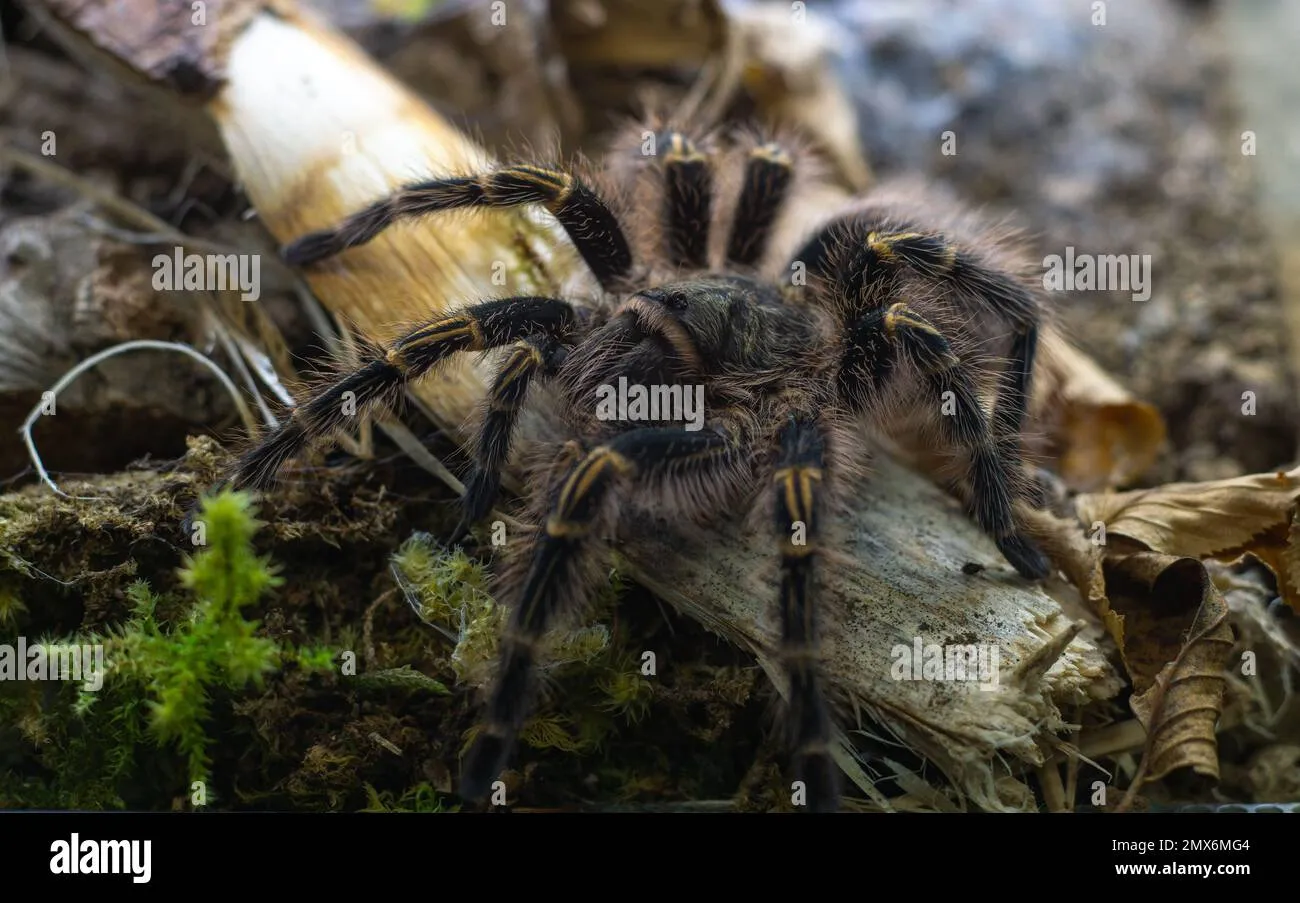 24309 grammostola tarantula handling