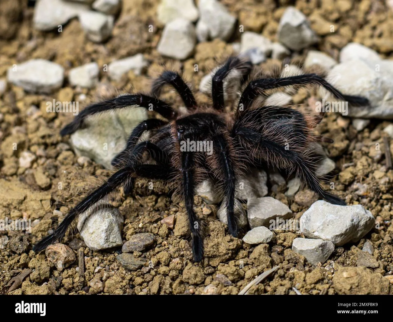 24309 grammostola tarantula molting