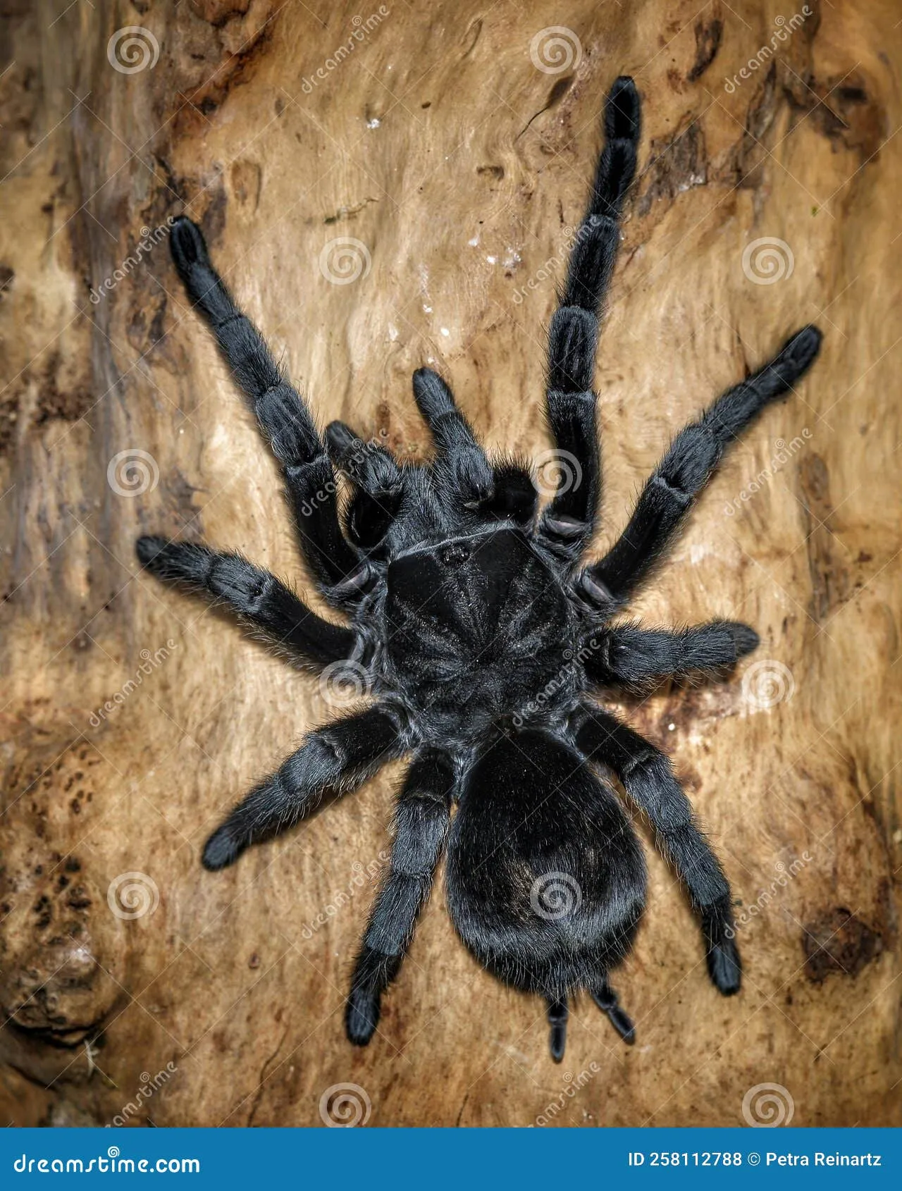 /img/24309-grammostola-tarantula-species.webp