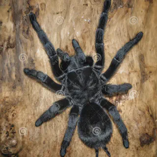 /img/24309-grammostola-tarantula-species.webp