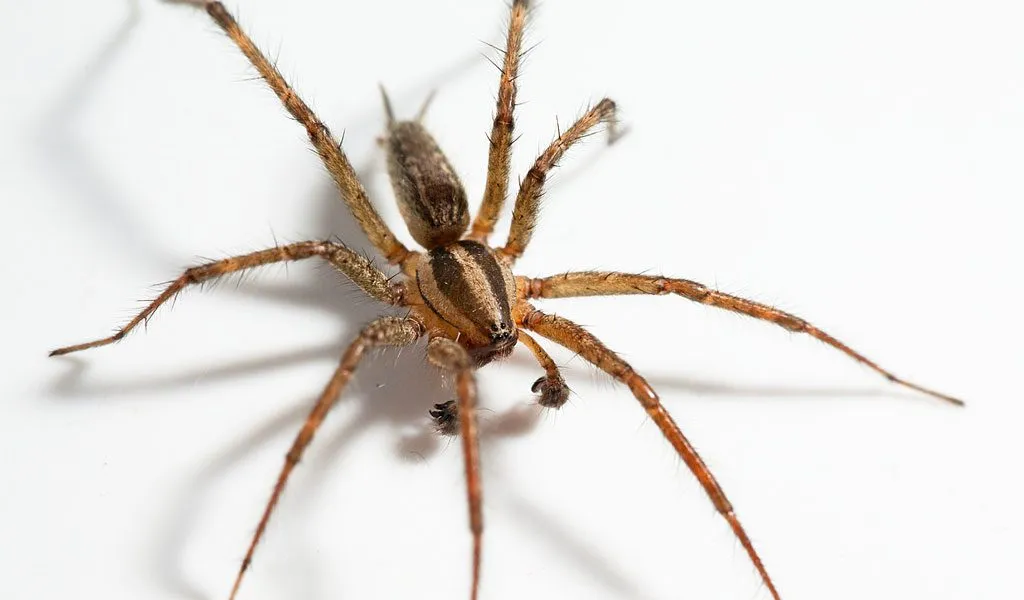 /img/24310-tarantula-eating.webp