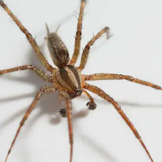 /img/24310-tarantula-eating.webp