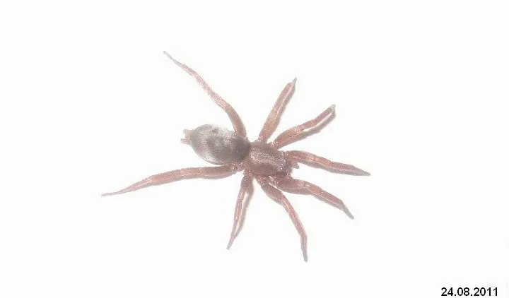 24310 tarantula silk