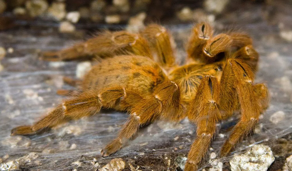 24310 tarantula species