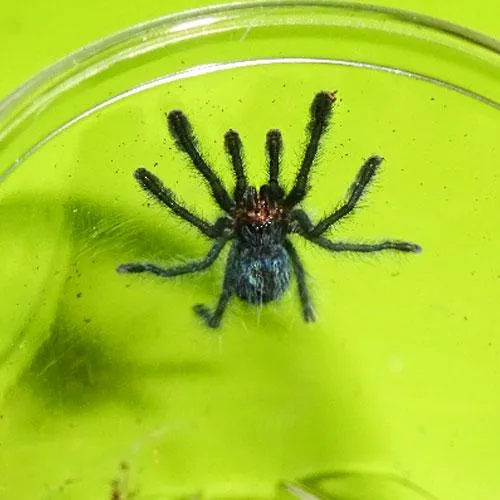 24311 pink toe tarantula enclosure