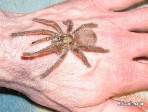 24311 pink toe tarantula feeding