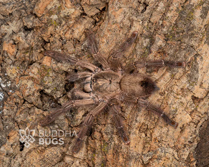 24311 pink toe tarantula handling