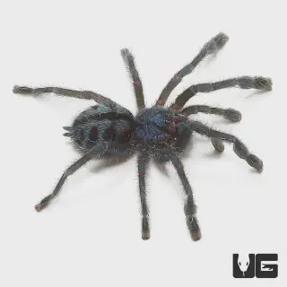 /img/24311-pink-toe-tarantula-health.webp