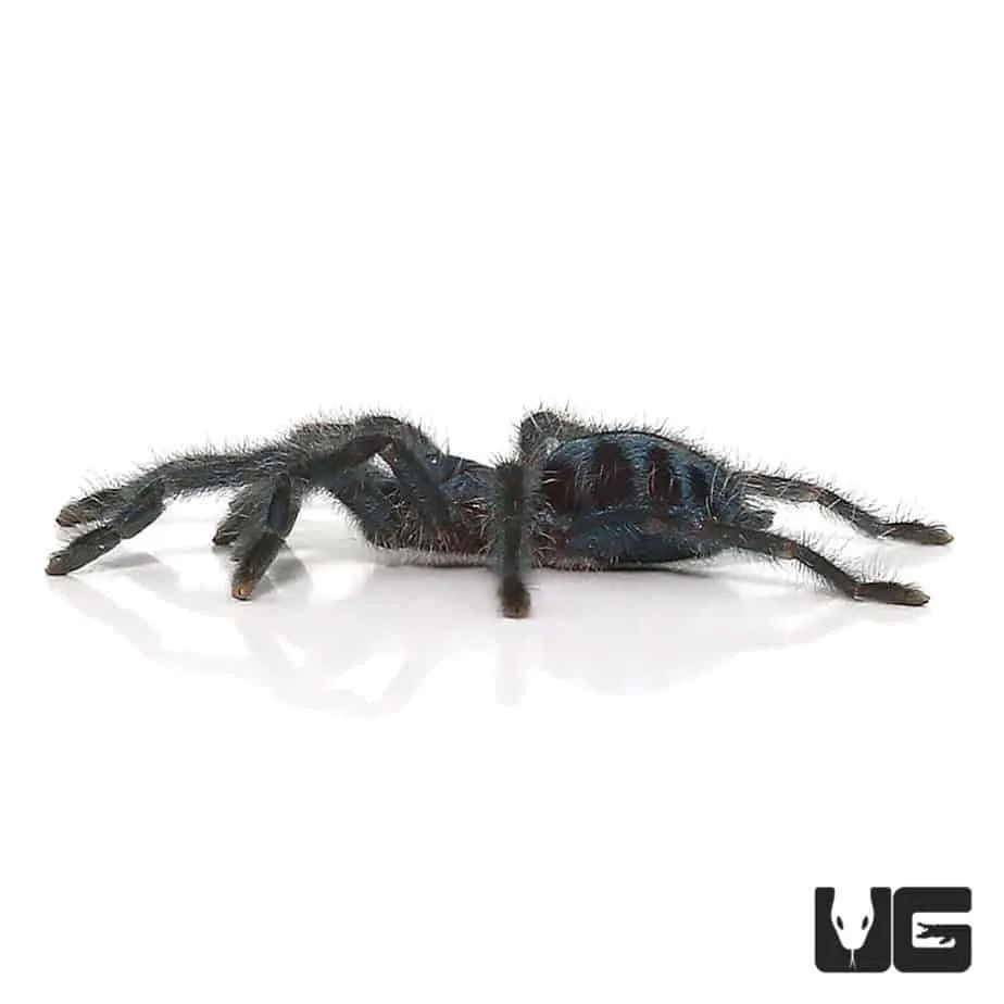 24311 pink toe tarantula molting