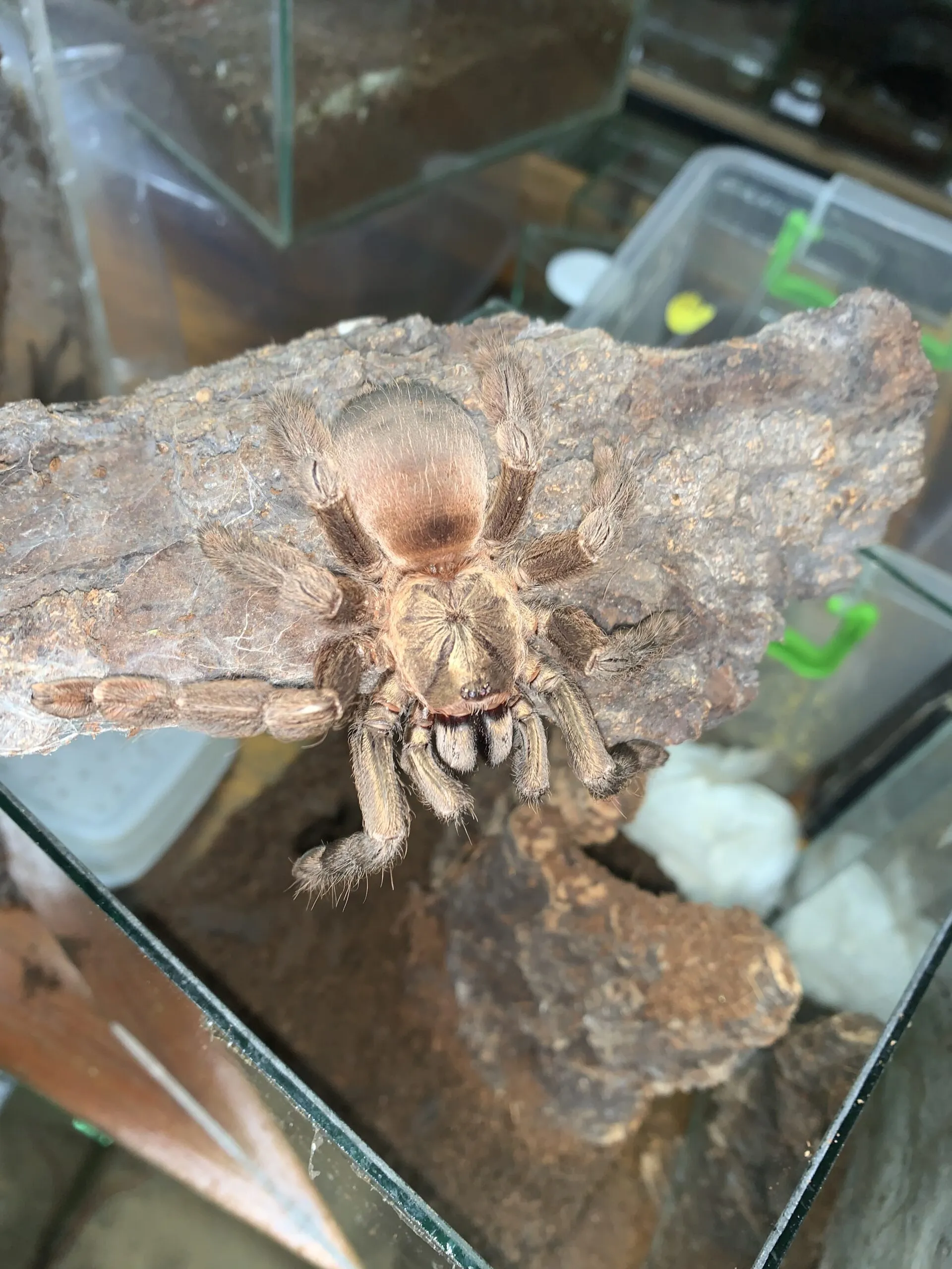24311 pink toe tarantula overview