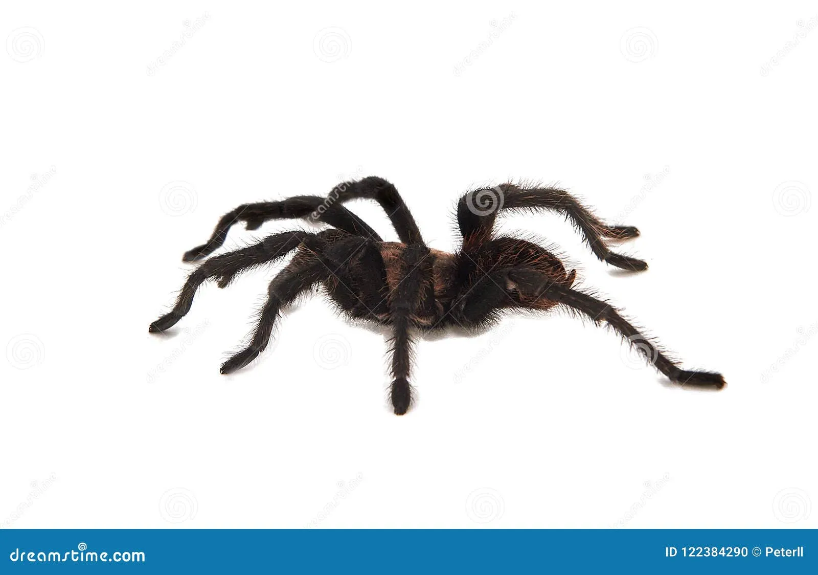 24312 pure white tarantula close up