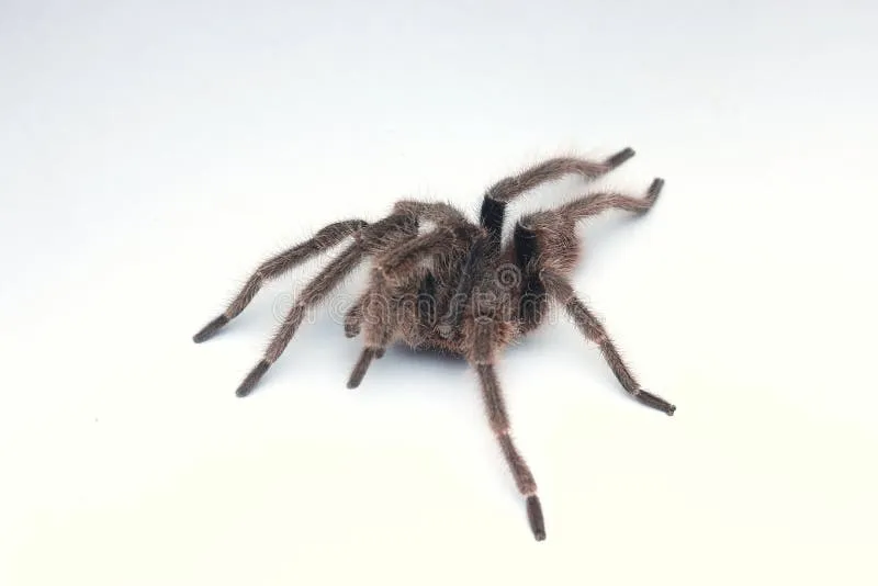 /img/24312-pure-white-tarantula-environment.webp