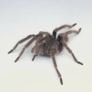 /img/24312-pure-white-tarantula-environment.webp