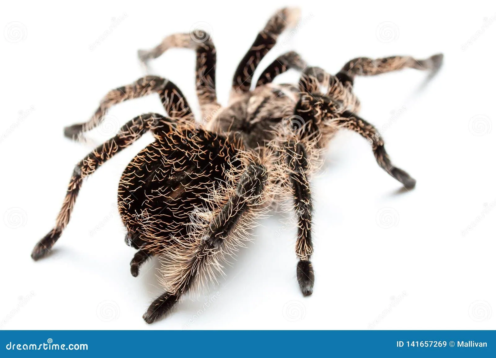 24312 pure white tarantula feeding
