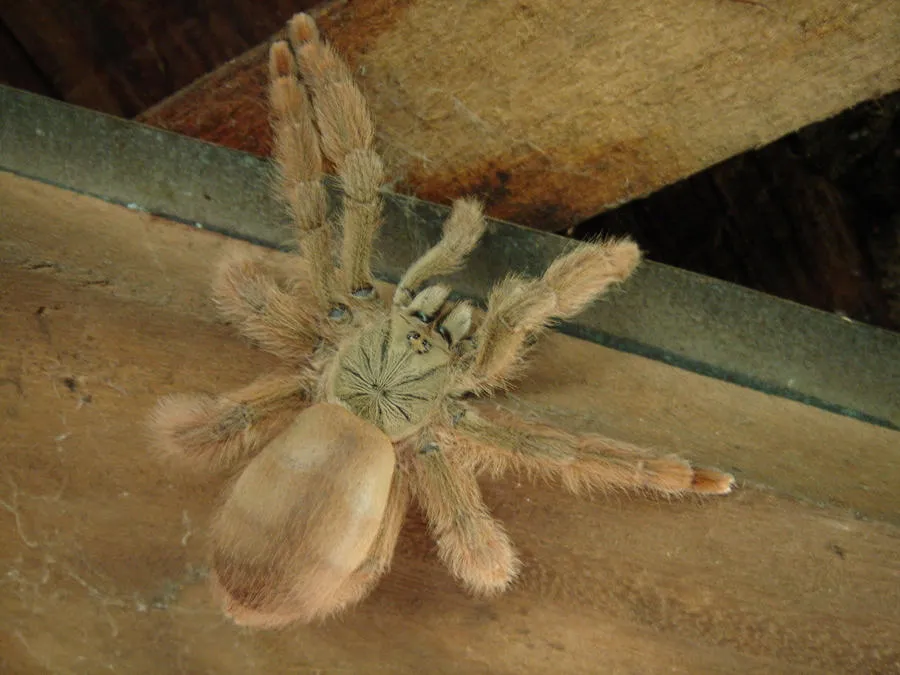 24312 pure white tarantula habitat