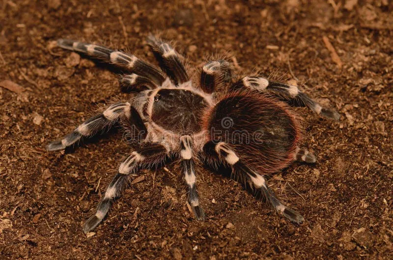 24312 pure white tarantula handling
