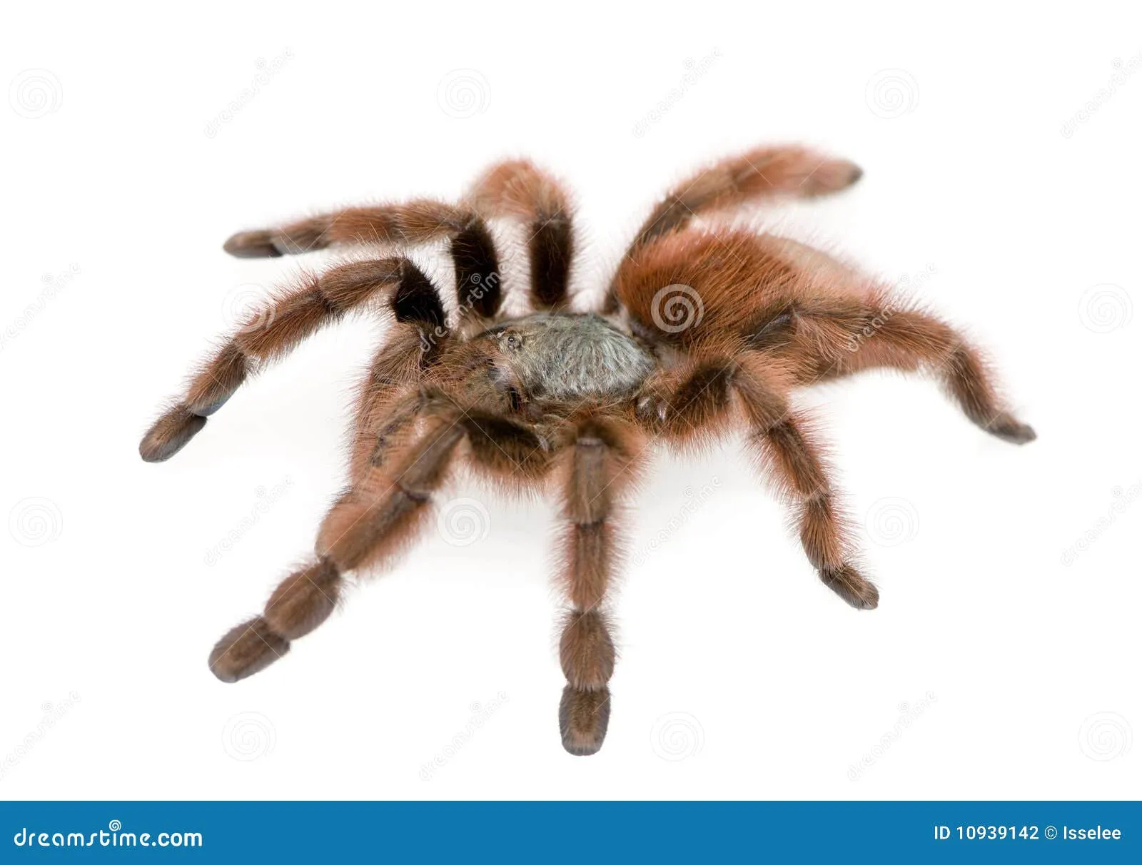 24312 pure white tarantula types