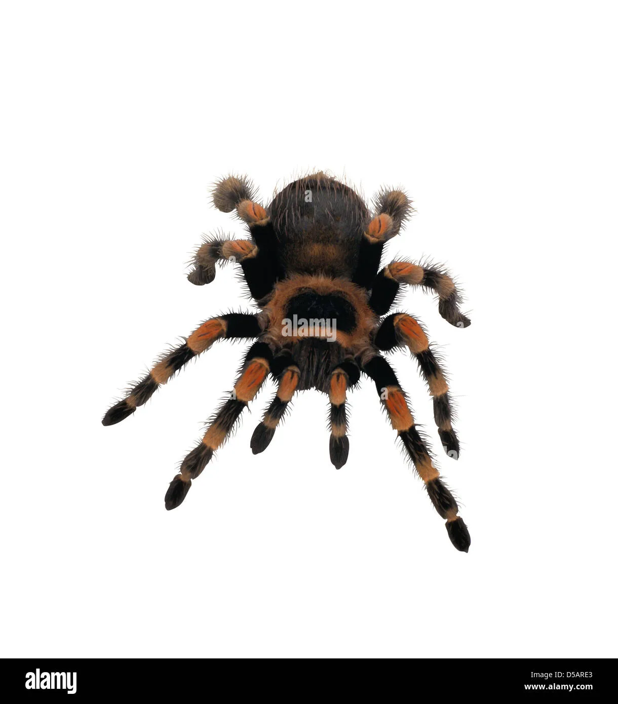 24313 redknee tarantula sale uk 4