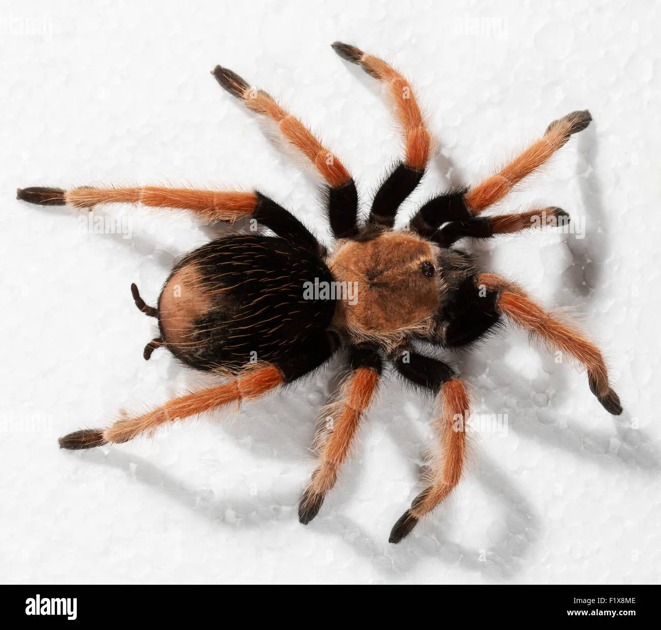 /img/24313-redknee-tarantula-sale-uk-7.webp