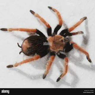 /img/24313-redknee-tarantula-sale-uk-7.webp