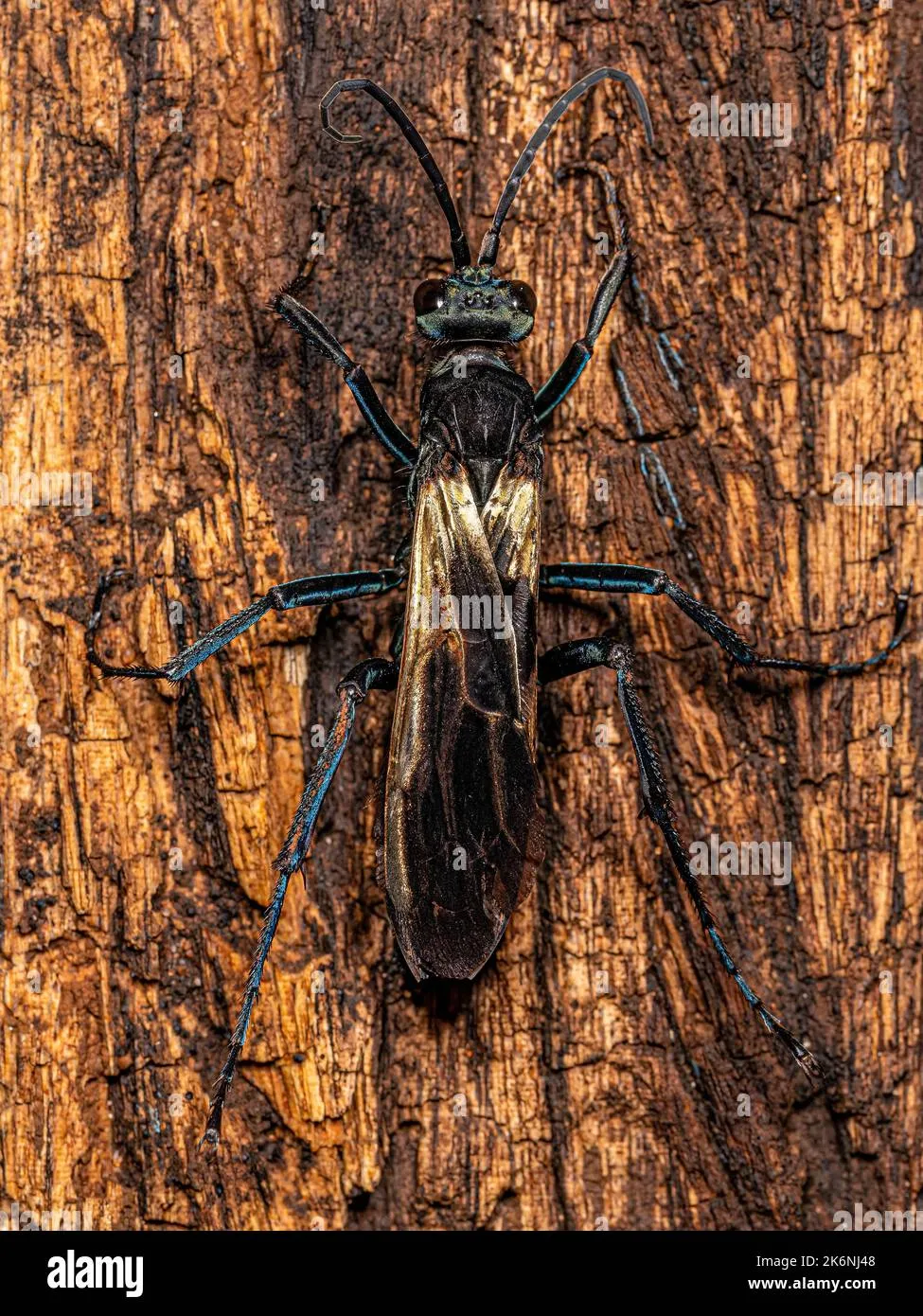 /img/24314-avispa-halcon-tarantula-ecosystem.webp