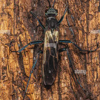 /img/24314-avispa-halcon-tarantula-ecosystem.webp