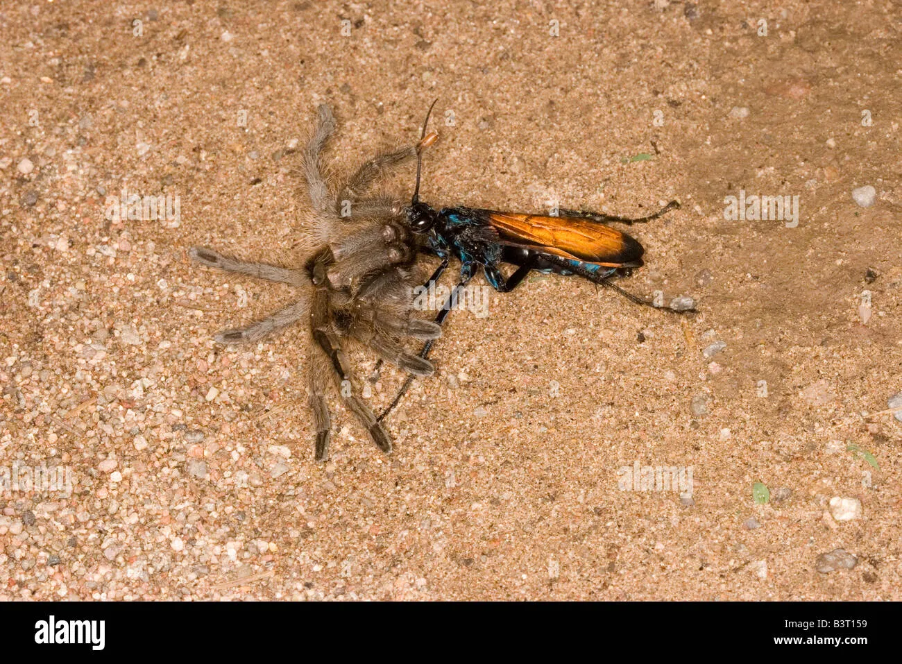 24314 avispa halcon tarantula prey