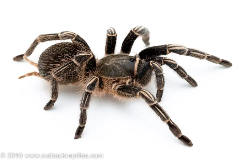 24315 crickets for tarantulas