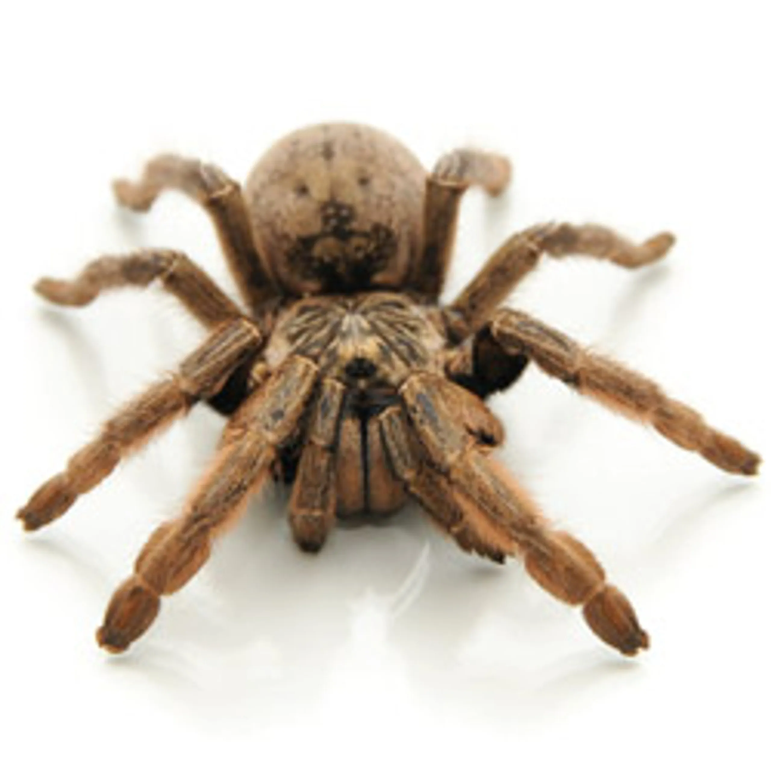 24315 feeding tongs tarantula