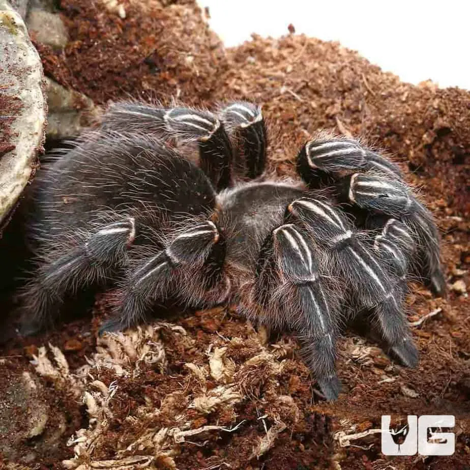 24315 molting tarantula