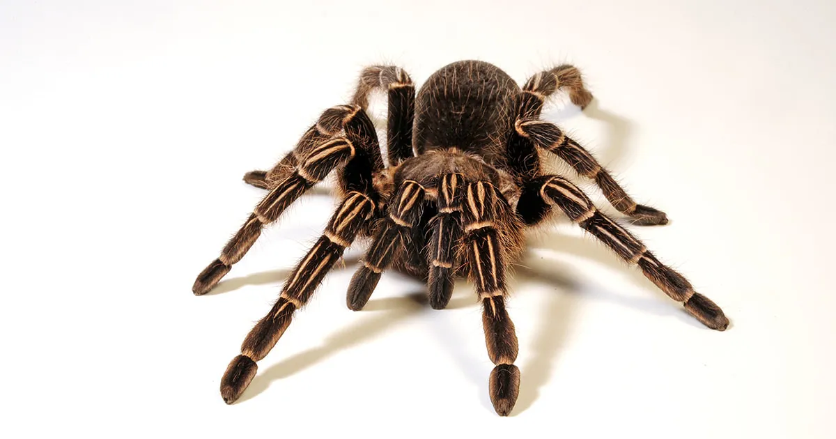 24315 stripe knee tarantula eating