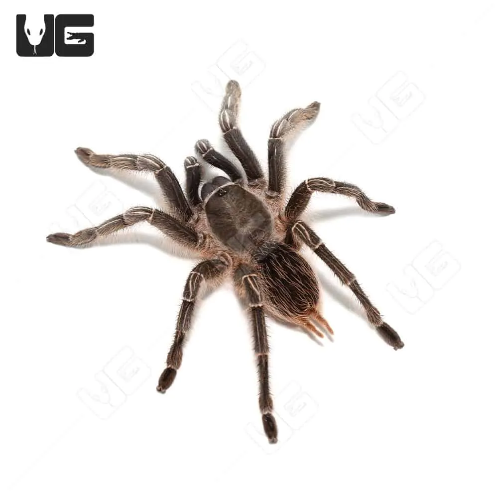 24315 stripe knee tarantula habitat