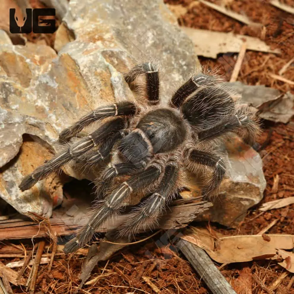/img/24315-tarantula-refusing-food.webp