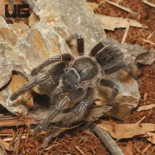 /img/24315-tarantula-refusing-food.webp