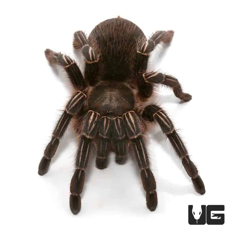 24315 water dish tarantula