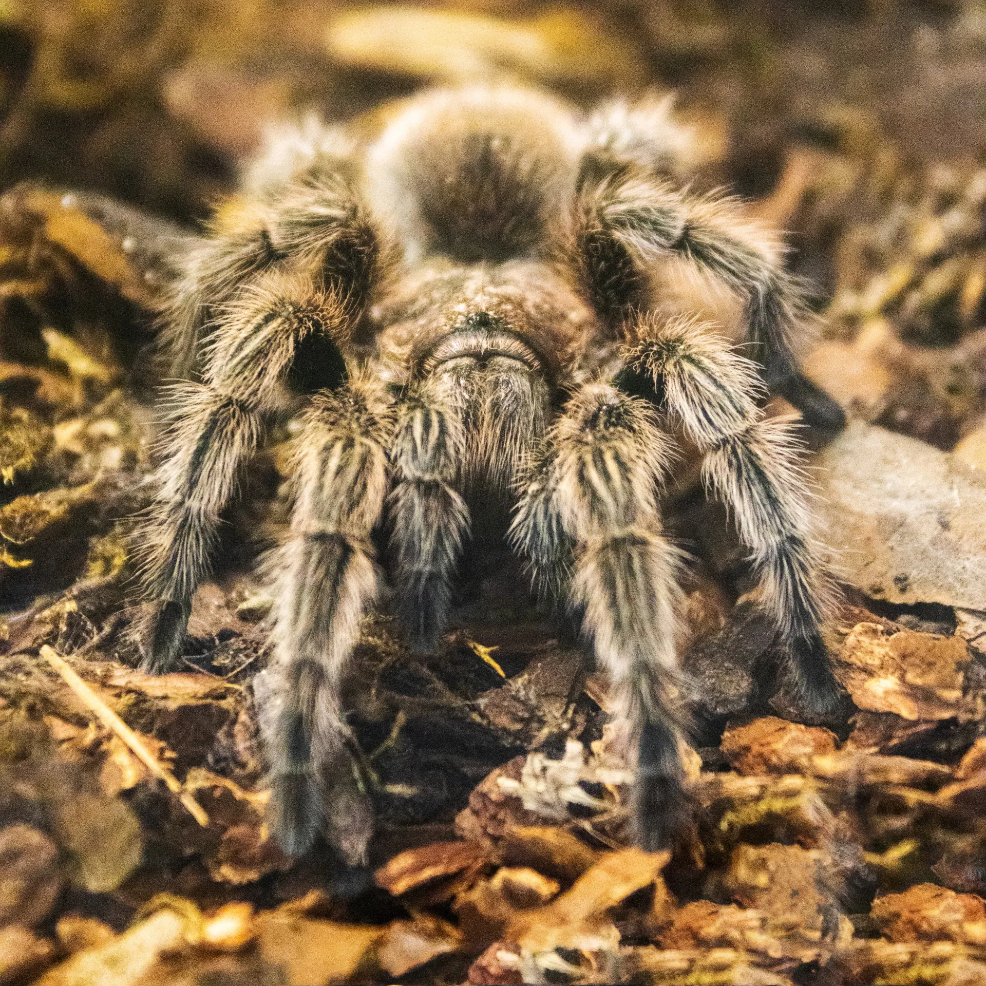 24316 rare tarantula species