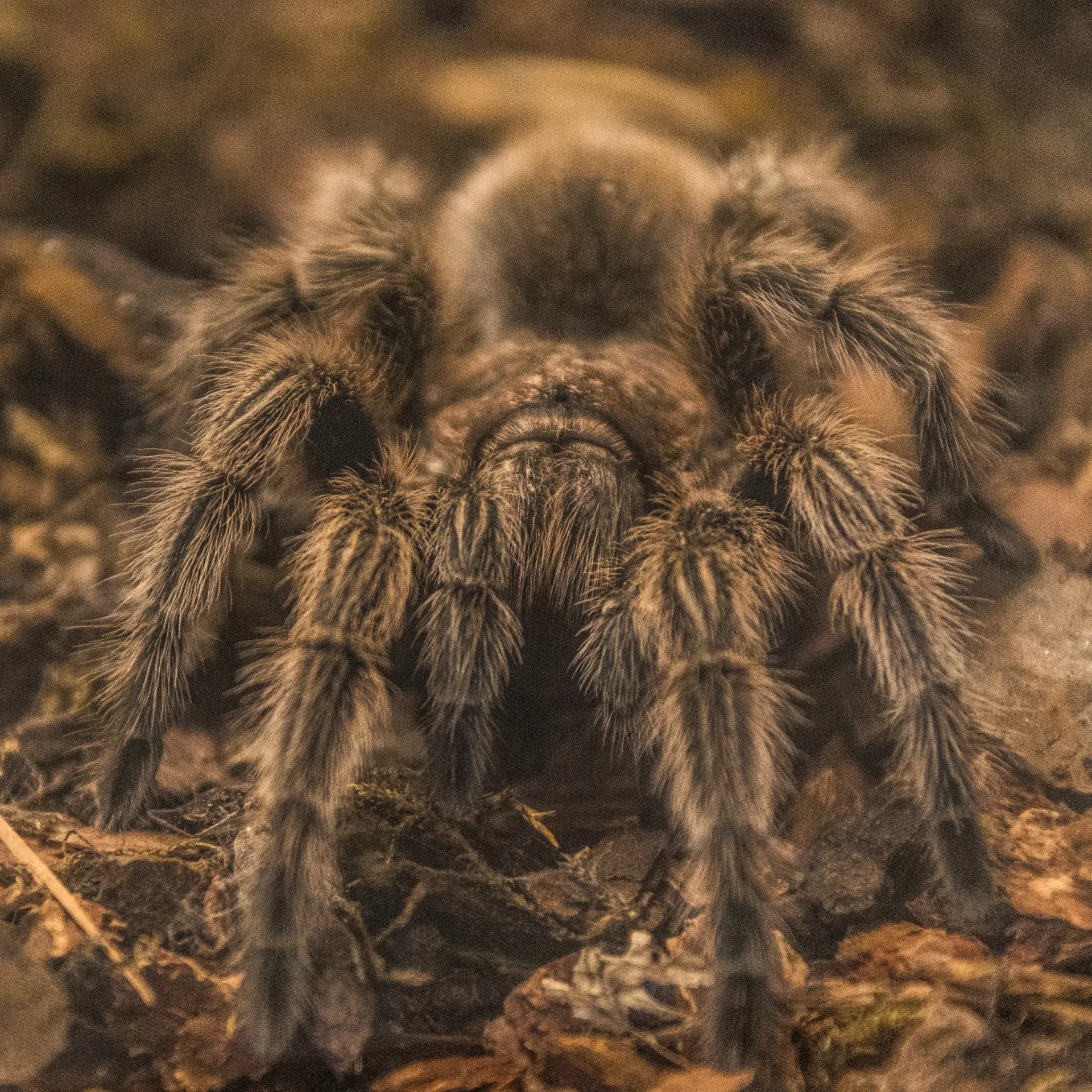 24316 tarantula expo entrance