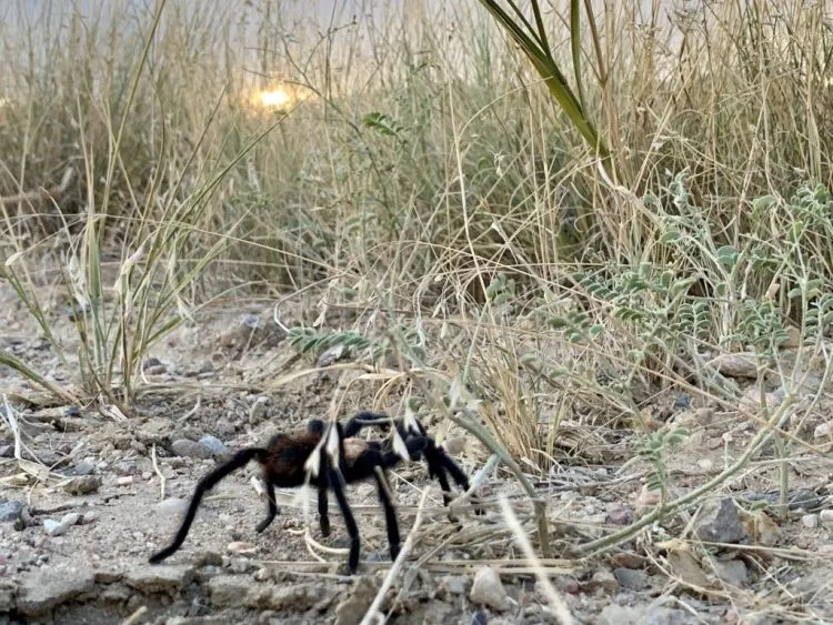 24316 tarantula feeding demonstration