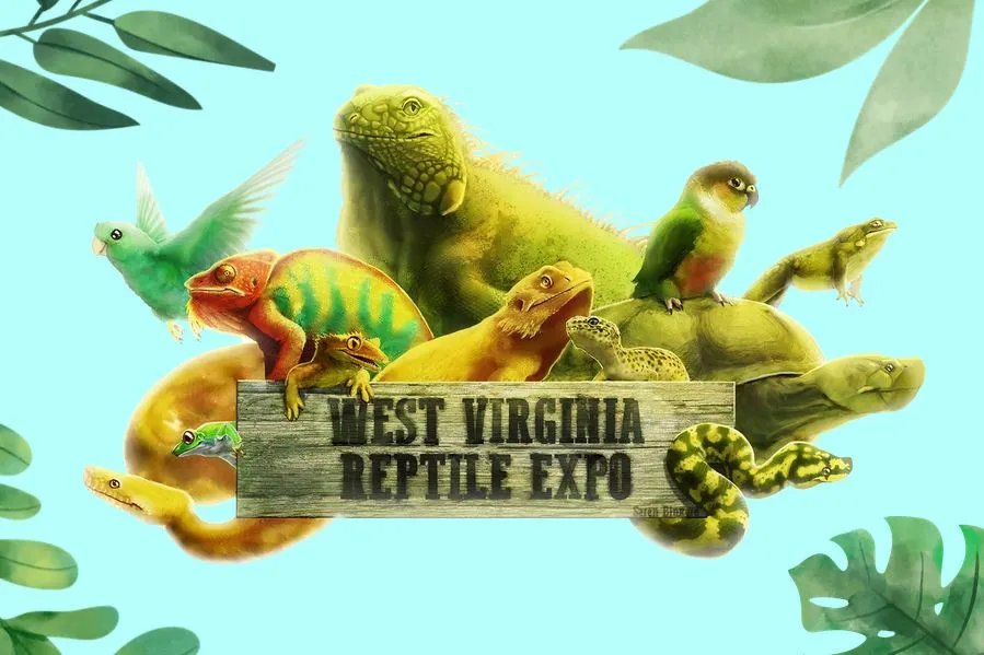 24316 tarantula habitat display