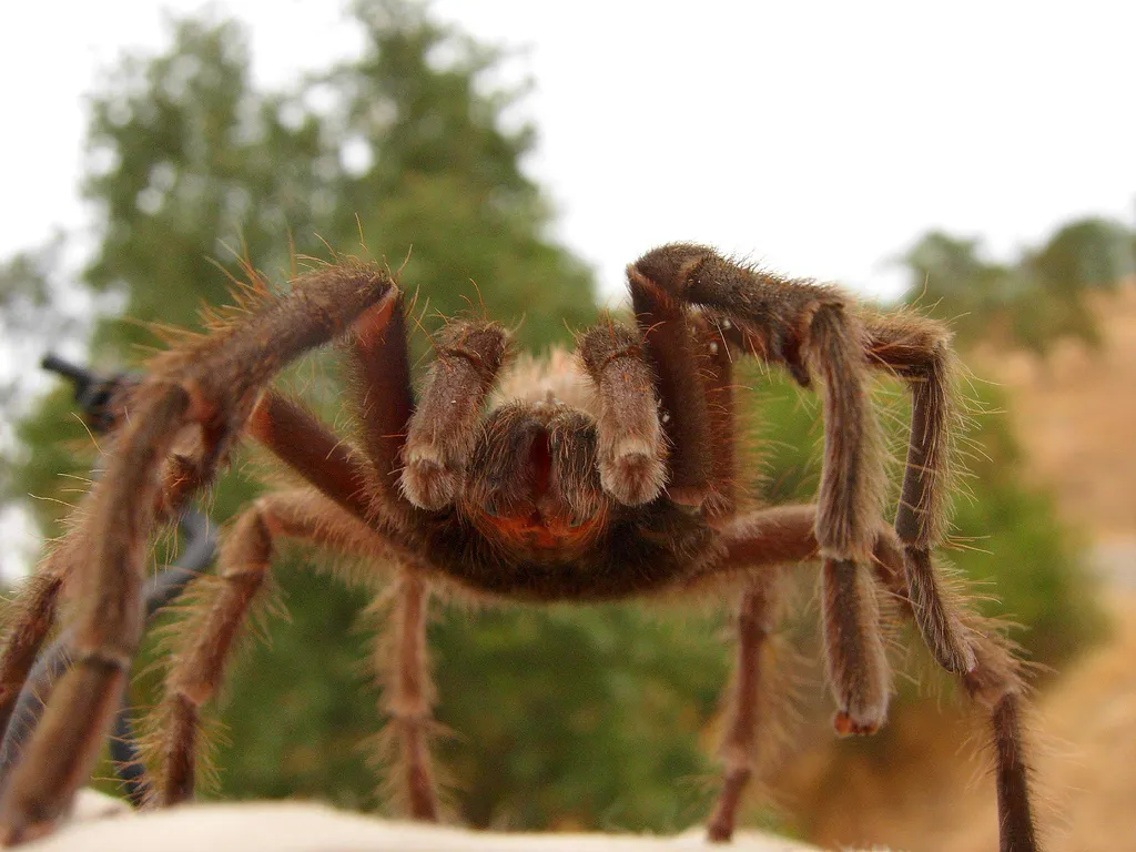 24317 giant huntsman