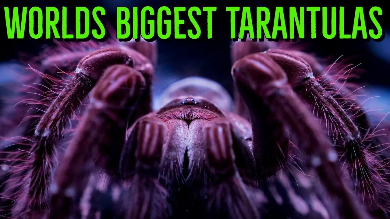 /img/24317-tarantula-comparison.webp