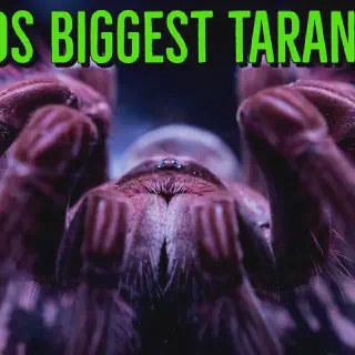 /img/24317-tarantula-comparison.webp
