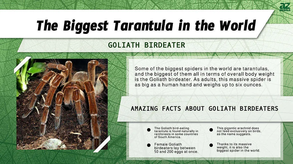 24317 tarantula habitat