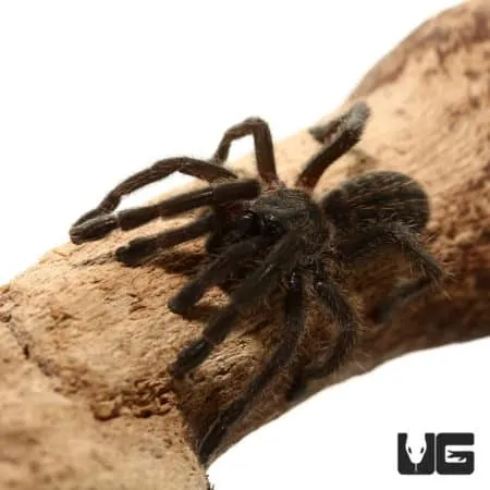 24319 thailand black tarantula breeder